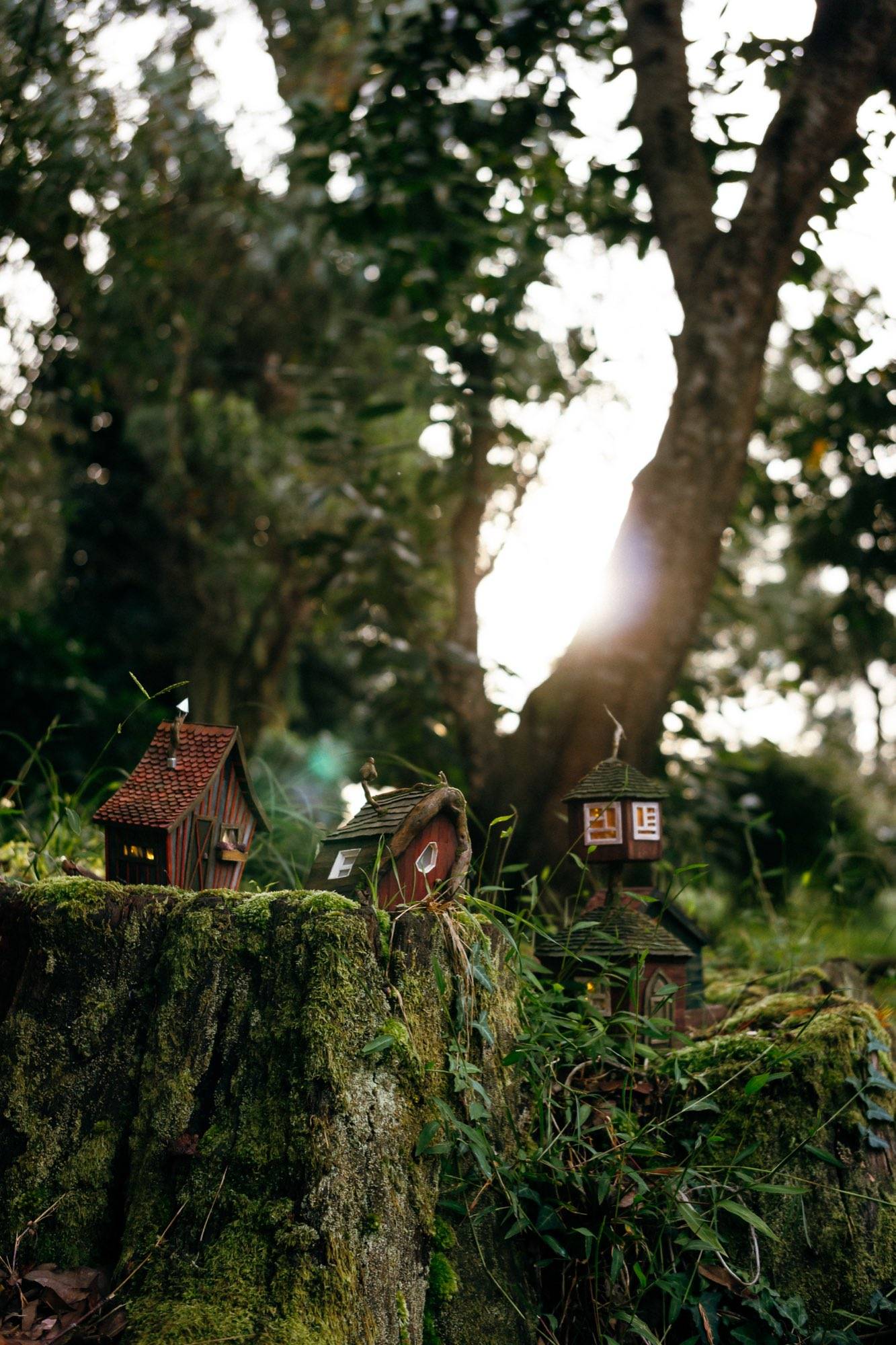 The Tilted Bark Cottage on the stump with a low sun breaking through the trees behind it